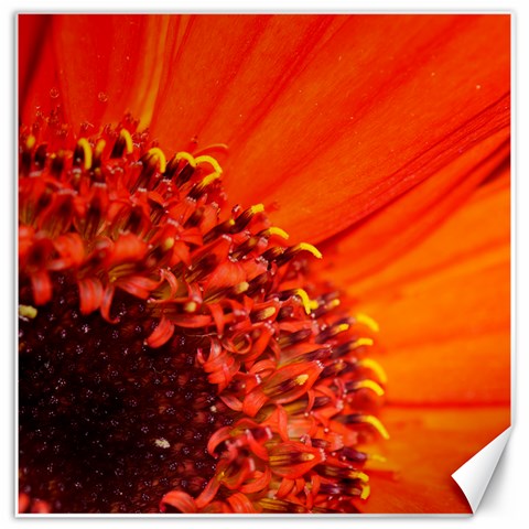 Flower By Donny 11.4 x11.56  Canvas - 2