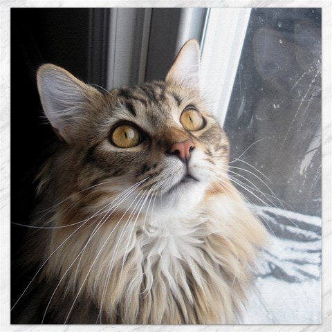 Cat Canvas By Jenessa 11.4 x11.56  Canvas - 1