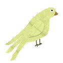 green striped bird