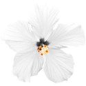 armina_bm_flower