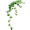 armina_bm_fruits