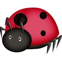 ladybug