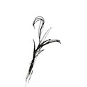 Vine