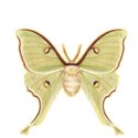 Lunar Moth