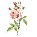 DS_AR_Rose 1