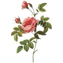 DS_AR_Rose3