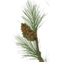 ist2_4639633-pine-branches 4