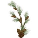 ist2_4639633-pine-branches 21