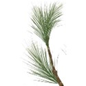 ist2_4639633-pine-branches 31