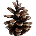 PineCone1