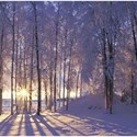 winter trees snow square2