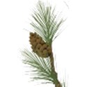 ist2_4639633-pine-branches 4