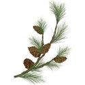 ist2_4639633-pine-branches 1