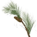 ist2_4639633-pine-branches 51
