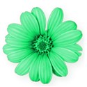 flower green