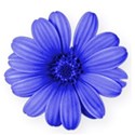 flower blue