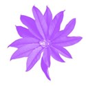 Purple flower