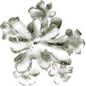 DZ_WinterSparkle_flowerCluster