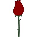 rose3