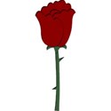rose4