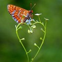 butterfly heart