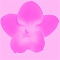 bg15