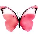 DSnow_Je t aime_Butterfly 1