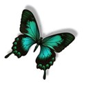 BA-Sring butterfly