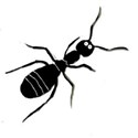 ant