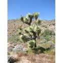 joshua_tree_yucca_brevifolia