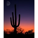 cactussunset