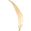 gum leaf 1