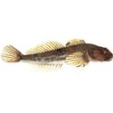 ugly fish