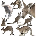 Kangaroo and Joey Kangaroo and Joey