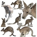 Kangaroo and Joey