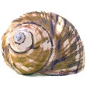 shell2