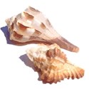 shell3