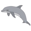 dolphin