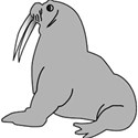 walrus