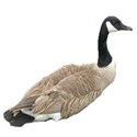 canadian goose