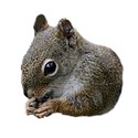 squirrelhead