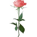 Pink rose2