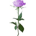 Purple rose