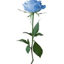 Blue rose2