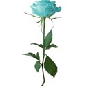 Blue rose