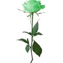 Green rose