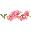flowers-branch