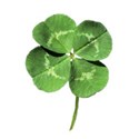 DZ_Patrick_shamrock