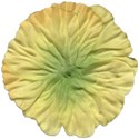 floweryellow