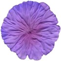 flowerpurple